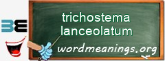 WordMeaning blackboard for trichostema lanceolatum